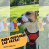 Wanpy Pasta de Vacuno 90 gr. Para Perros - Imagen 3